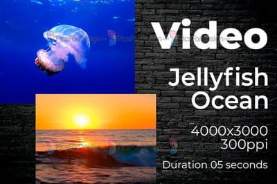 Jellyfish, Ocean